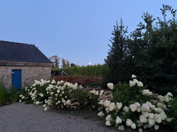 hydrangeas in summer evening